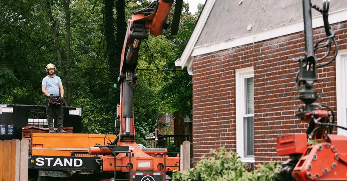 Expert Tree Planting / Transplanting