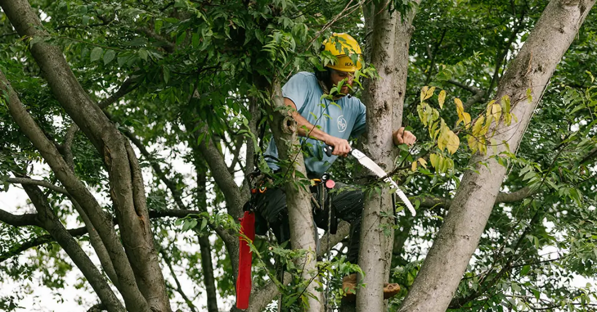 Professional Tree Pruning & Trimming