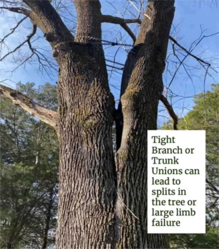 How do I know if my tree is safe?